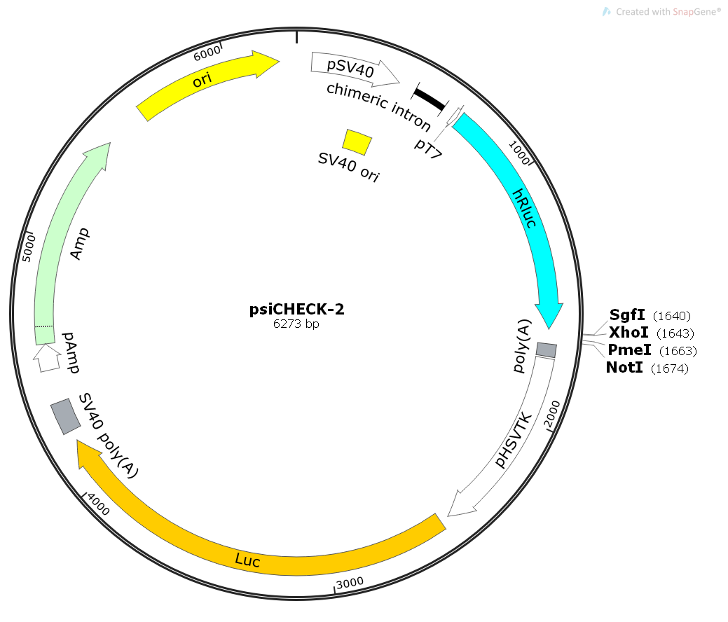 pCR-BluntII-TOPO-WNT3A(human)大腸桿菌實驗過程