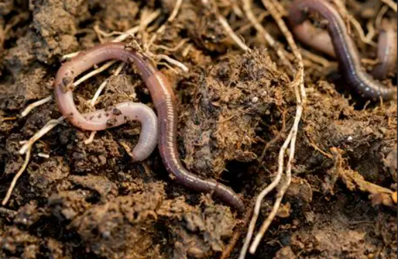 IPHASE 蚯蚓微粒体助力土壤毒素迁移代谢转化研究