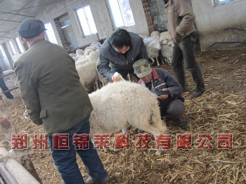 羊用B超机培训
