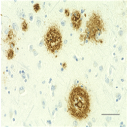 800709抗β-淀粉样蛋白（4G8）神经研究抗体