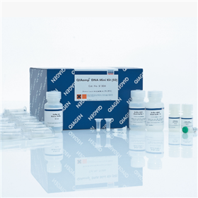 51304 56304QIAamp DNA Mini /Micro Kit試劑