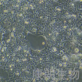 TE-6人食管癌细胞