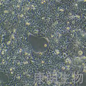 KL-C0007HTE-6人食管癌细胞
