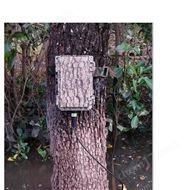 BAR-LT野外動(dòng)物鳥類聲音識(shí)別裝置