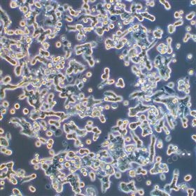 ˽᳦ٰϸSNU-81 (STRȷ)