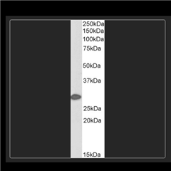 STJ70838生物素化抗体（内源性）