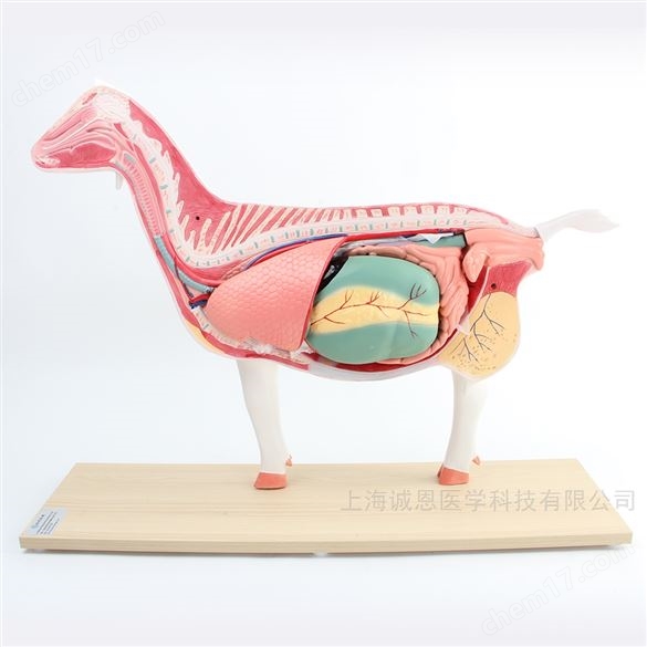 羊解剖模型