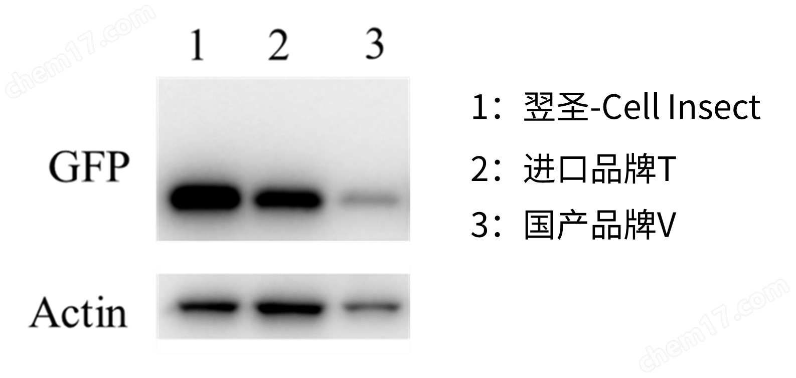 Hieff Trans® Cell Insect Transfection Reagent