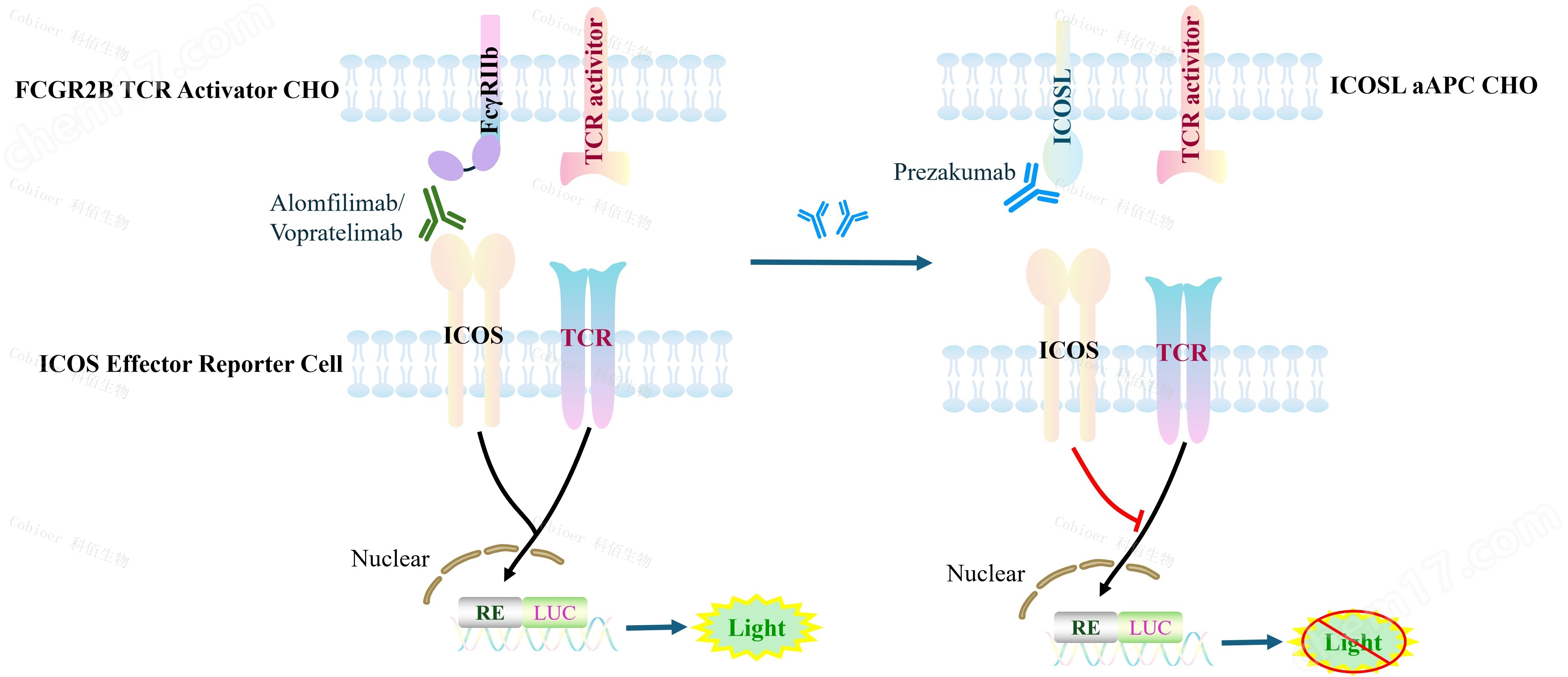 ICOS Effector Reporter Cell