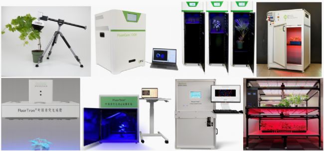葉綠素熒光成像技術揭示植物促生菌提升番茄熱波耐受新路徑