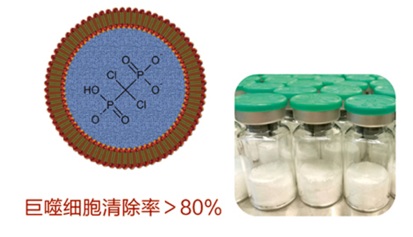 Clodronate Liposomes巨噬細胞清除脂質(zhì)體選購指南