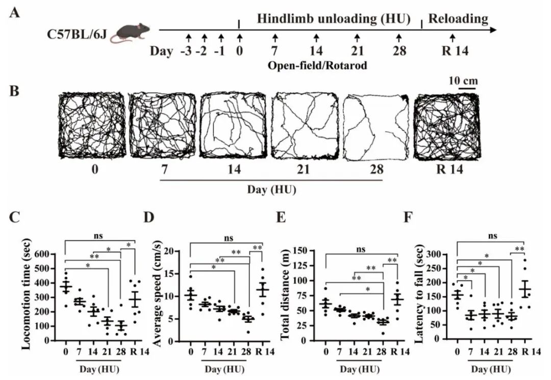 揭示模擬失重致后肢運動皮層神經元活動時序性變化的特征及機制