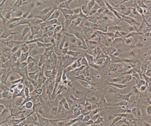 圖片4.png 圖片4.png