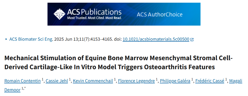 机械刺激马源骨髓间充质基质细胞体外软骨模型可触发骨关节炎特征