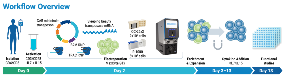 一鍵電擊，四重改造：MaxCyte如何為AML通用型CAR-T療法掃清障礙？