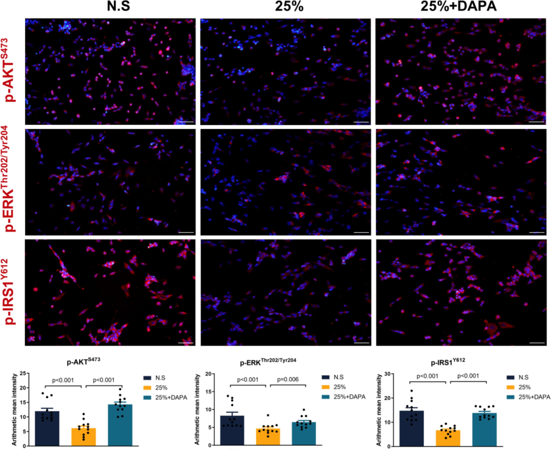 达格列净对拉伸诱导创伤性脑损伤模型中胰岛素信号和神经元存活的影响