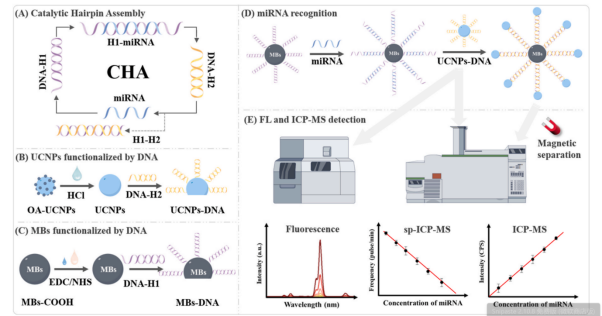 突破 0.12 fM 檢測極限！譜育科技SP-ICP-MS 助力 miRNA 高靈敏分析