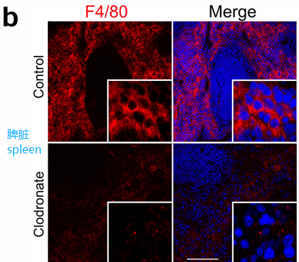 image.png 氯膦酸鹽脂質(zhì)體clodronateliposomes清除肝臟脾臟巨噬細(xì)胞驗(yàn)證解決方案