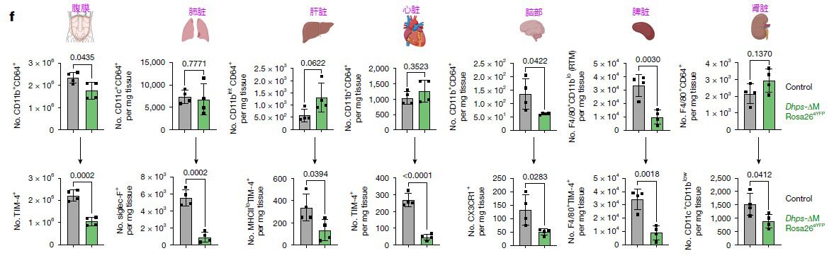 《Nature》：單核細胞轉化為組織駐留巨噬細胞的開關-DHPS