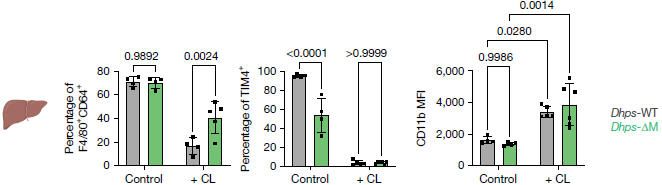 《Nature》：單核細胞轉化為組織駐留巨噬細胞的開關-DHPS