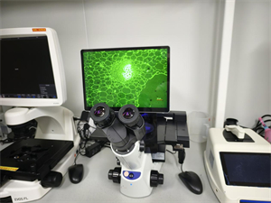 明慧一體式熒光附件適配奧林巴斯CKX53，助力中山大學(xué)細(xì)胞研究再升級(jí)