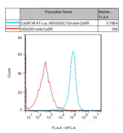 CaSR NFAT-Luc HEK293
