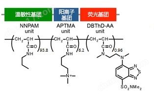 241582534241.jpg 可檢測(cè)細(xì)胞溫度的熒光探針
