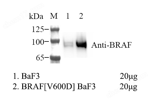BRAFV600D BaF3