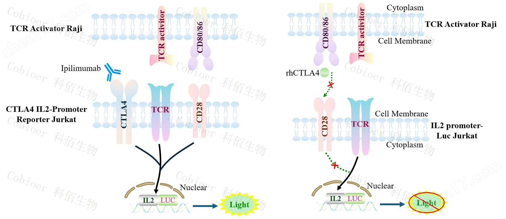 原理-74015.jpg TCR Activator/Raji