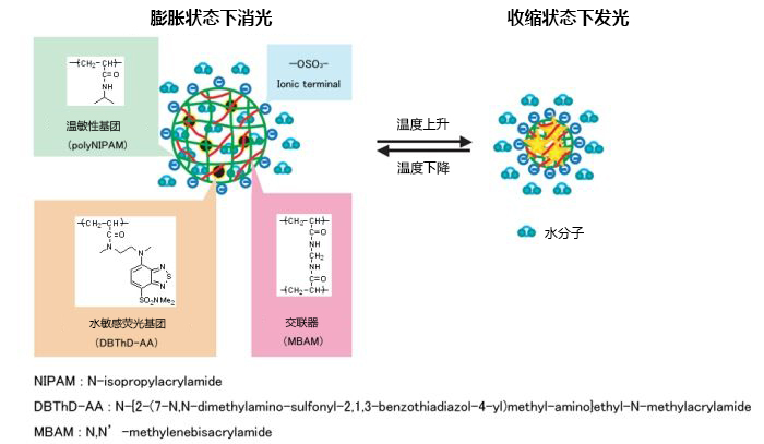 可檢測(cè)細(xì)胞溫度的熒光探針