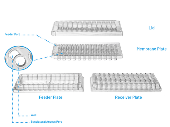 Greiner 96孔高通量细胞培养筛选插件